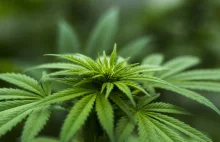 „Medyczna marihuana” - fakty i mity (Cz. 1 – konopie a marihuana)