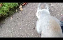 Squirrels rage in Bury St Edmunds