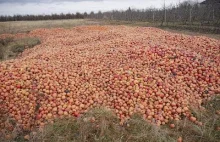 Do tego doprowadziły niskie ceny jabłek w skupach