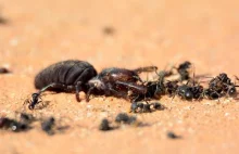 Pająk kontra mrówki