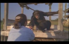 Spotkanie szympansów z ich wybawicielką.