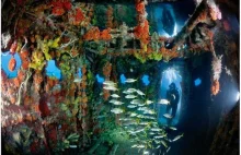 Sztuczne rafy koralowe - galeria