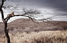 Tiedge fotografuje Afrykę w sposób "przerysowany". Jest zjawisko w fotografii -