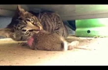 Cat Eats a Whole Rabbit