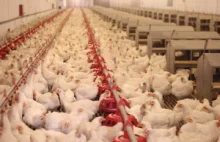 Holandia: Ptasia grypa na fermie kurcząt koło Gronigen