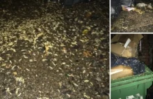 Plaga larw muchy w centrum Gdańska. "Wychodzą ze śmietnika nocą”