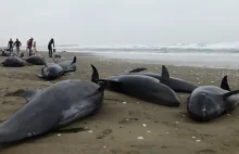 Ponad 130 delfinów popełniło s---------o na japońskiej plaży