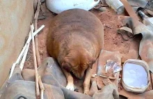 Bezpański pies 13 lat leżał przy drodze. Przechodnie traktowali go jak rozrywkę