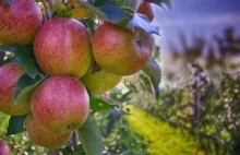 Kalendarz sadownika – Rok w sadzie – kalendarz pielęgnacji sadu
