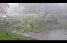 Burza wyrywa drzewo z korzeniami w Warszawie 29.06.2017