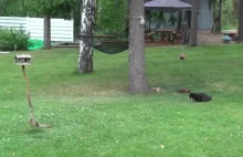 Mistrzowska technika ucieczki przed kotem