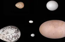 Czemu jaja różnych gatunków ptaków mają różne kształty?
