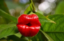 Psychotria Elata or Hooker’s Lips