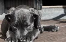 Nieznana zaraza zabija psy w Norwegii