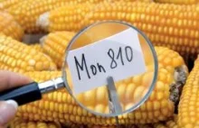 Europa nie chce GMO