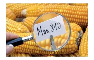 Europa nie chce GMO