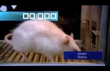 Szczury pod wpływem narkotyków