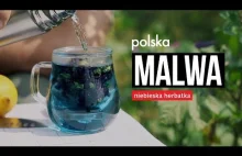 Polska niebieska herbatka ziołowa.