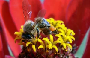 Bee Challenge - nowe internetowe wyzwanie (#beechallenge