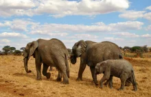 Safari w Tanzanii cz.2 Park Tarangire