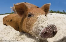 Pig Beach. Rajska wyspa dla świń…. Świnie mają lepiej od nas