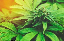 Boli głowa? Pomóc może marihuana: substancje zawarte w roślinie są lepsze...
