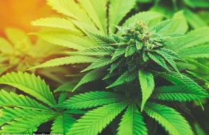 Boli głowa? Pomóc może marihuana: substancje zawarte w roślinie są lepsze...