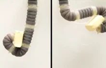 Naukowcy z MIT stworzyli robota w kształcie trąby słonia