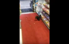 Wiewiórka z Kanady, która kradnie batoniki ze sklepu.