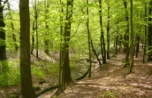 Park Leśny Arkoński – Encyklopedia Pomorza Zachodniego - pomeranica.pl