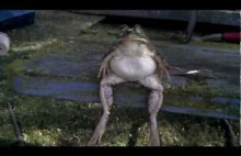 Żaba siedzi jak człowiek