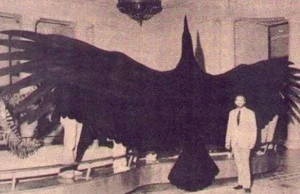 Argentavis magnificens - największy na świecie gatunek ptaka