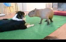 Pies i kapibara