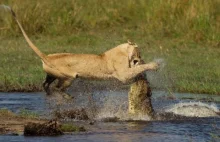 Lwy vs. krokodyle Vs. bawoły