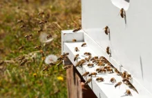 Pszczoły rebeliantki winne rozłamowi w ulu