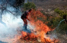 Jewish settlers burn dozens of olive trees in occupied West Bank