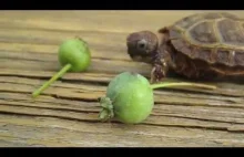 Żółw wcina małe jabłko