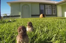 Zobacz reakcję sowy na kamerkę w ogrodzie. Uśmiejesz się do łez!
