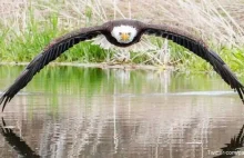 Niesamowite zdjęcie orła. Zachwyca się nim cały świat
