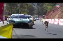 Protest kangurów przeciwko zanieczyszczaniu powietrza podczas wyściguBathurst12h
