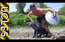 Łapanie dzikich świń przy użyciu pokrywek na śmieci