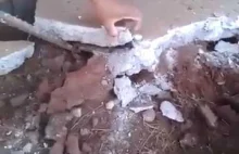 Gniazdo myszy pod podłogą beonową