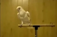To moja papuga, a tam stoi mój czołg