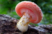 Niesamowity świat grzybów