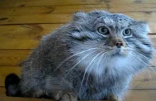 Manul - ruski kot stepowy