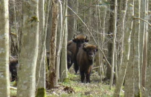 Typowa i wyjątkowa fauna i flora w lesie