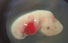 Embrion chimera - połączenie komórek świni oraz człowieka