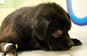 Skatowany pies uratowany przez weterynarzy z Przemyśla