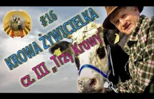 KROWA ŻYWICIELKA cz. III "Trzy Krowy"