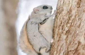 Jedno z najpiękniejszych zwierząt na ziemi: wiewiórka latająca, polatucha.
